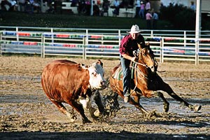 Warwick Rodeo & Gold Cup Campdraft action