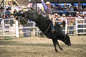 Warwick Rodeo & Gold Cup Campdraft action